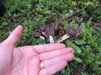 Helvella compressa image