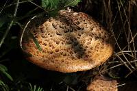 Polyporus squamosus image