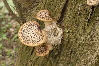 Polyporus squamosus image