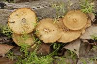 Polyporus arcularius image