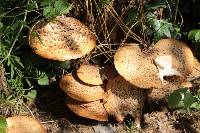 Polyporus squamosus image