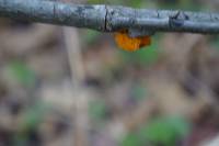 Tremella mesenterica image