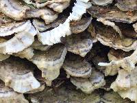 Trametes versicolor image