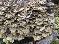 Trametes versicolor image