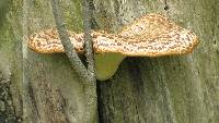 Polyporus squamosus image