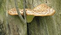 Polyporus squamosus image