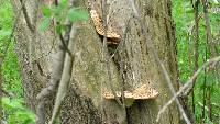 Polyporus squamosus image