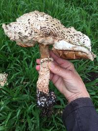 Chlorophyllum brunneum image