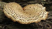 Polyporus squamosus image