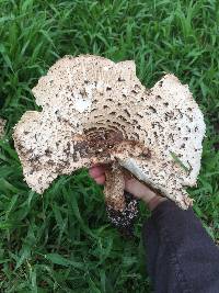 Chlorophyllum brunneum image