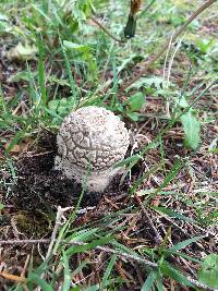 Amanita pantherina image