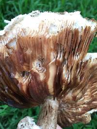 Chlorophyllum brunneum image