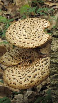 Polyporus squamosus image