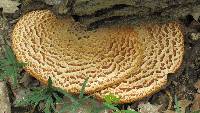 Polyporus squamosus image