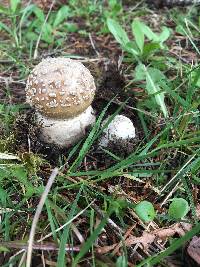 Amanita pantherina image