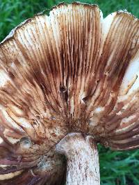 Chlorophyllum brunneum image