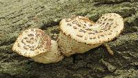 Polyporus squamosus image