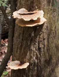 Polyporus squamosus image