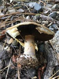 Agaricus moronii image