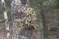 Lobaria pulmonaria image