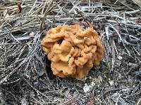 Gyromitra montana image