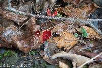 Sarcoscypha coccinea image