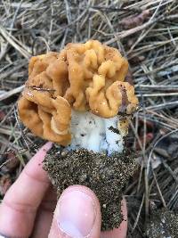 Gyromitra montana image