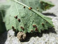 Puccinia malvacearum image