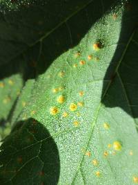 Puccinia malvacearum image