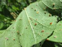 Puccinia malvacearum image