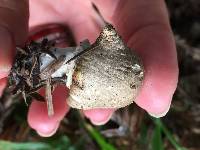 Agaricus xanthodermus image