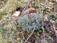 Cladonia furcata image