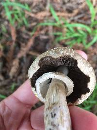 Agaricus xanthodermus image