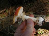 Amanita muscaria image