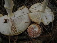 Amanita muscaria image