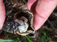 Agaricus xanthodermus image