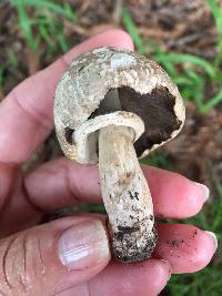 Agaricus xanthodermus image