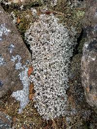 Cladonia rangiferina image