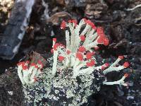 Cladonia cristatella image