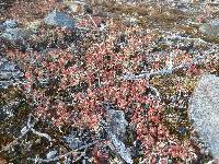 Cladonia cristatella image