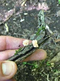 Xylaria cubensis image