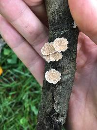 Schizophyllum commune image