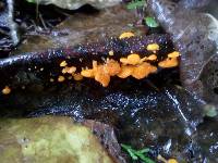 Favolaschia calocera image