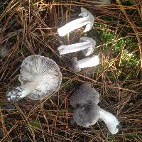 Tricholoma terreum image