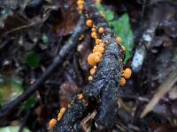 Favolaschia calocera image