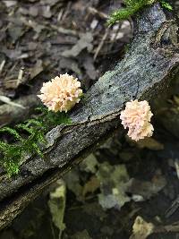 Xylaria cubensis image