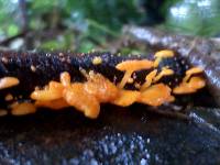 Favolaschia calocera image