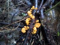 Favolaschia calocera image