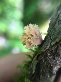 Xylaria cubensis image