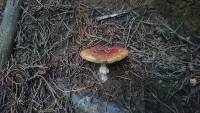 Amanita muscaria image